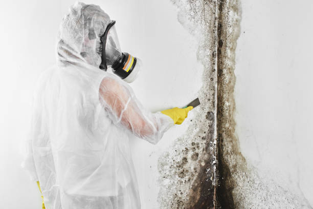 Best Basement Mold Remediation in Selma, TX