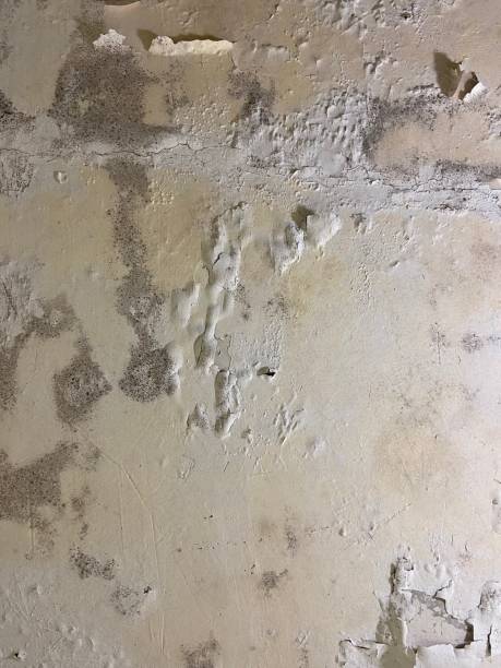 Best Mold Remediation for Specific Building Types in Selma, TX