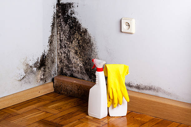 Best White Mold Remediation in Selma, TX